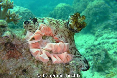 Jorunna rubescens with a band of eggs by Benjamin Liechti 