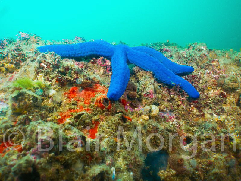 Blue Star - Cook Island, NSW, Australia by Blair Morgan 