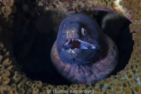 Please open your mouth wide ...

NIKON D7000 in a Seaca... by Thomas Bannenberg 