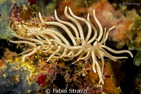Phyllodesmium briareum‏
Canon 60d - Macro Canon 100mm
N... by Fabio Strazzi 