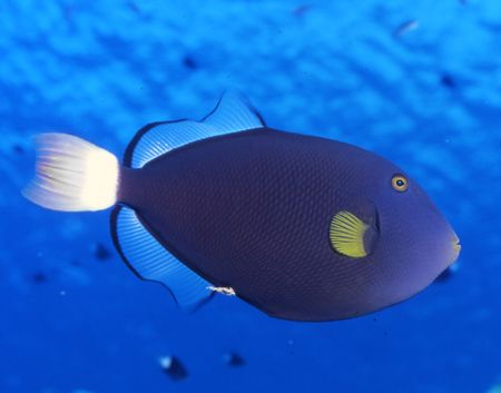 Things are looking up in Palau! by David Spiel 