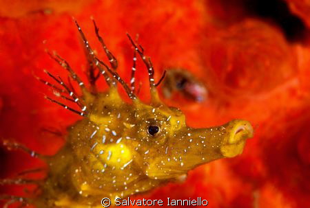 Red and Yellow by Salvatore Ianniello 