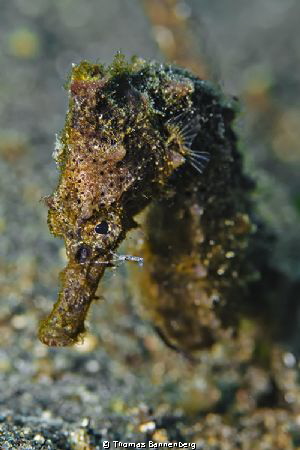Seahorse #2

NIKON D7000 in a Seacam "Prelude" uw housi... by Thomas Bannenberg 