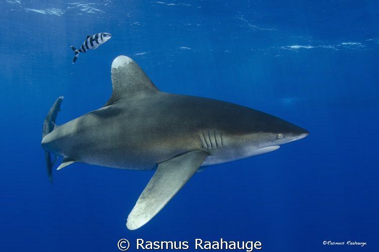 Oceanic White Tip - CAT Island Bahamas by Rasmus Raahauge 