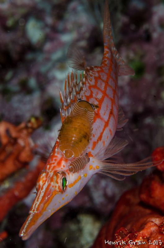 Longnose Hawkfish with parasites by Henrik Gram Rasmussen 