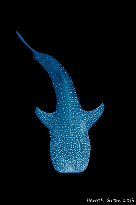 Whaleshark in the Dark by Henrik Gram Rasmussen 