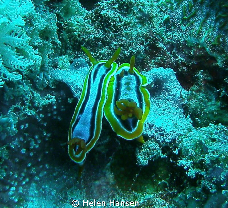A young pair by Helen Hansen 