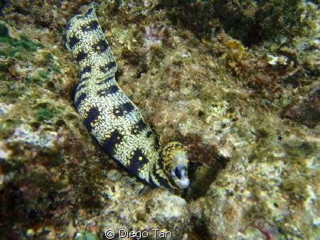 angry eel by Diego Tan 
