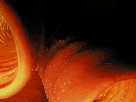 sponge at night. Taken using a basic compact - olympus 50... by Keith Muncie 