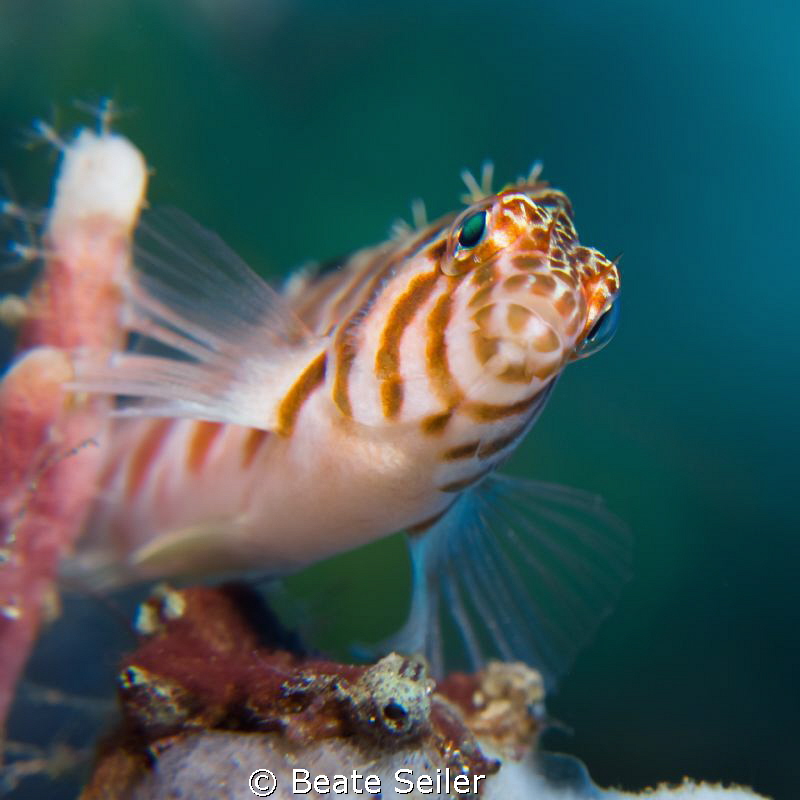 Hawkfish by Beate Seiler 