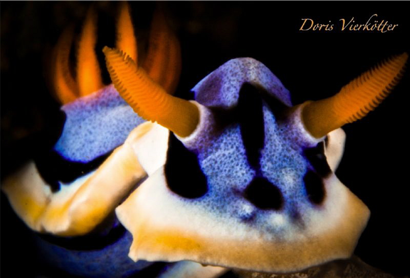 Bullheadnudi by Doris Vierkötter 