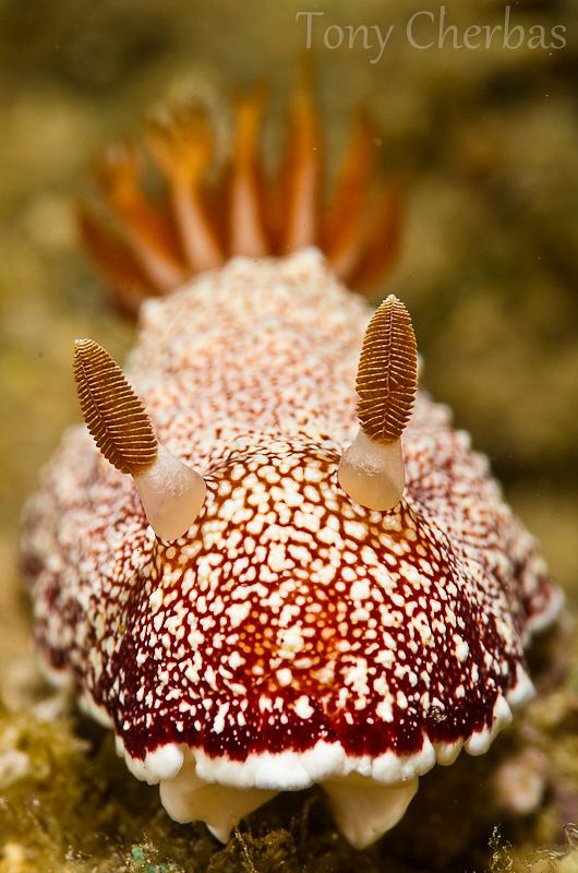 Big Red by Tony Cherbas 