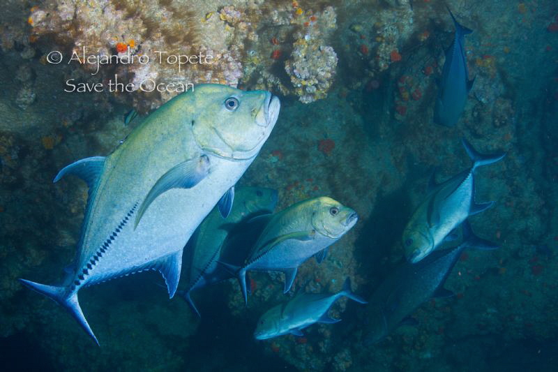 Black Jack's, Isla Coco Costa Rica by Alejandro Topete 