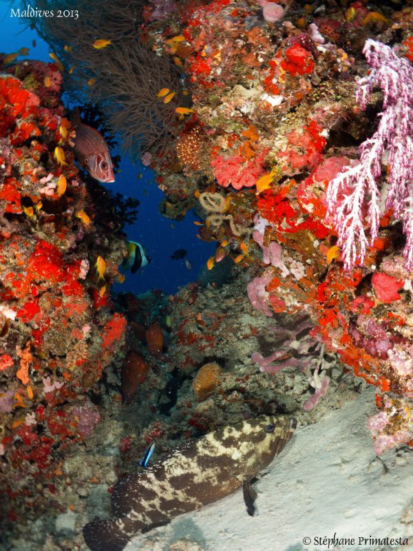 Colorful Maldives. by Stéphane Primatesta 