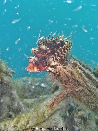 Scorpionfish posing by Benjamin Liechti 