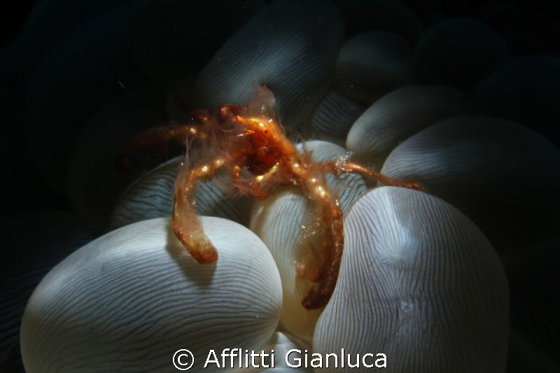 snoot 1 by Afflitti Gianluca 