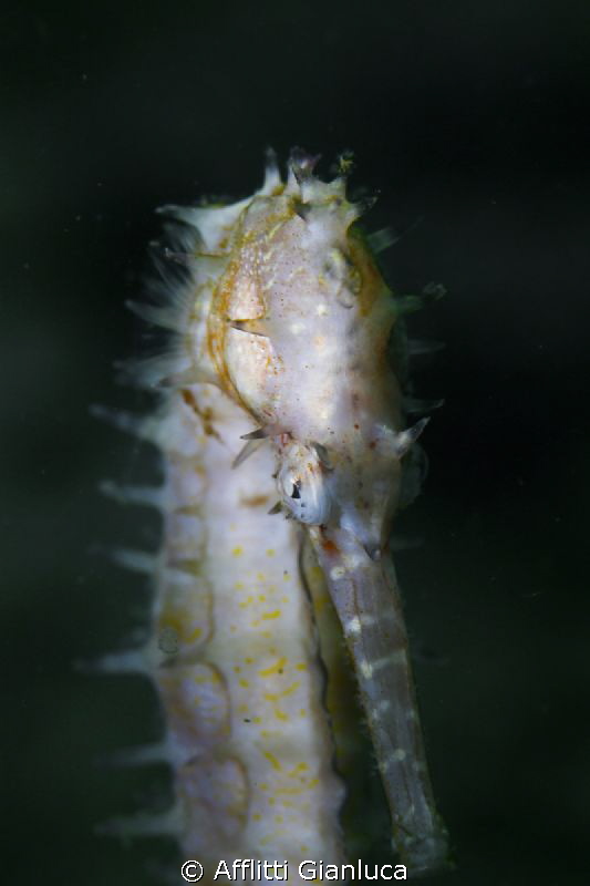 hippocampus.... by Afflitti Gianluca 