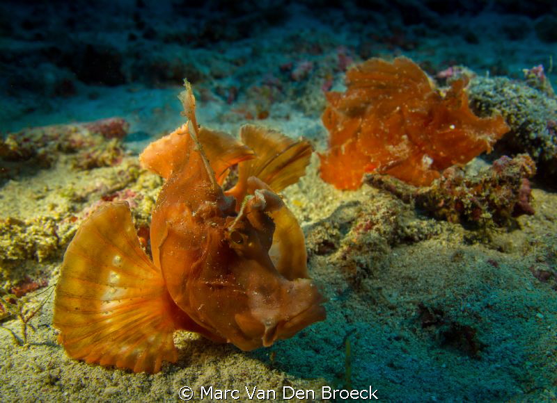 frog fish by Marc Van Den Broeck 