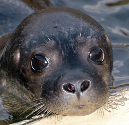 Seal pup. Nikon D70 200mm lens. by Grant Kennedy 