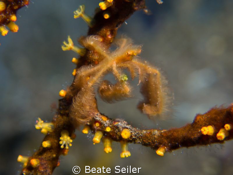 small Oranguthan crab by Beate Seiler 