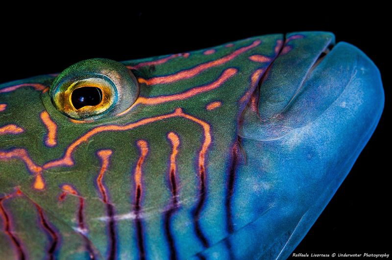 I see you!!! by Raffaele Livornese 