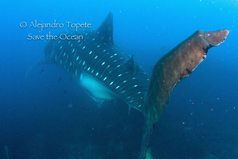 whale Shark Tail, Galapagos Ecuador by Alejandro Topete 