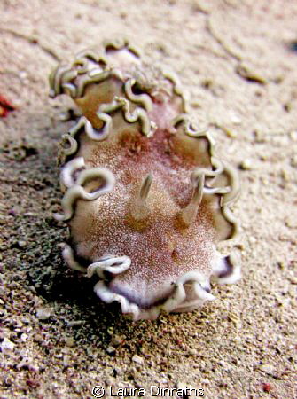 10 cm long Margin glossodoris nudibranch by Laura Dinraths 