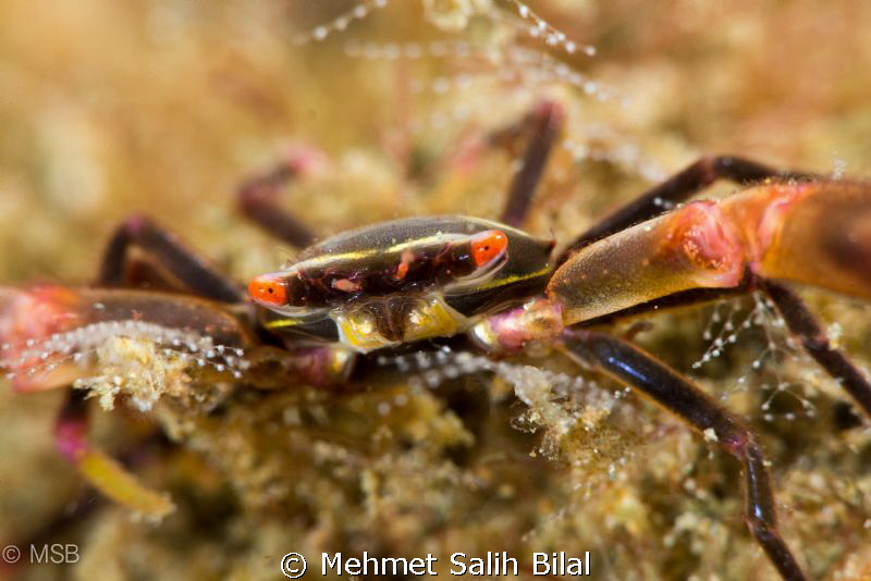 Ready for hugging ! by Mehmet Salih Bilal 