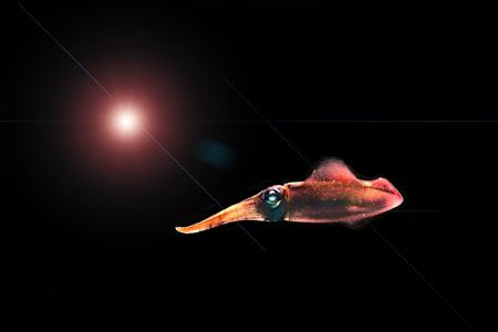 Night Squid. Taken in Roatan, Honduras by Keith Muncie 