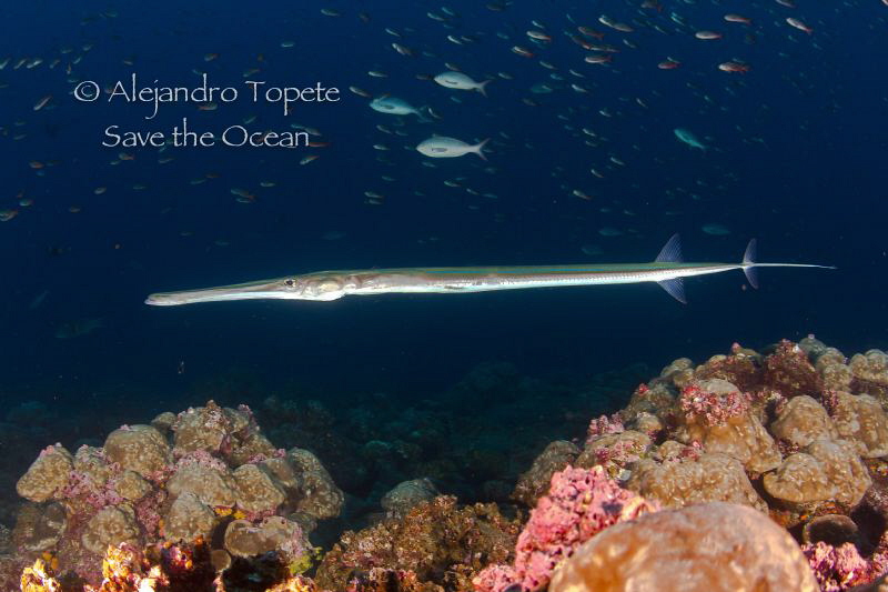 Trumpet fish in the dark by Alejandro Topete 
