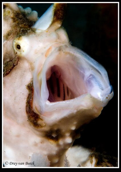 Open wide... by Dray Van Beeck 