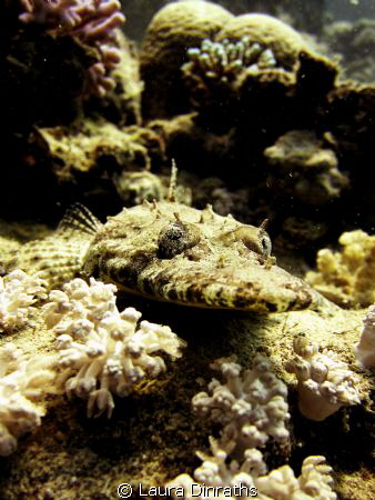Crocodilefish by Laura Dinraths 