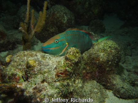 Parrotfish on a night dive at the Salt Pier in Bonaire by Jeffrey Richards 