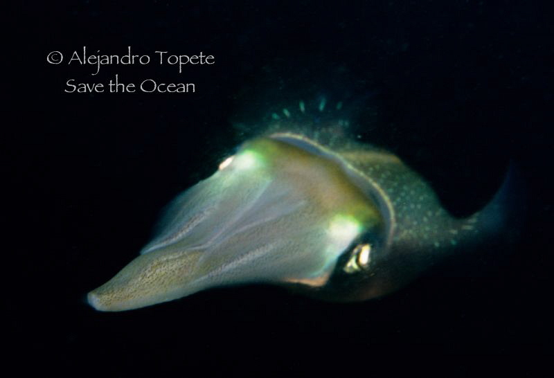 Squid face, Veracruz Mexico by Alejandro Topete 