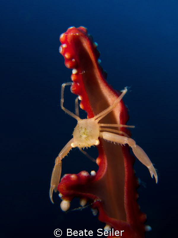 little crab , hold on ! by Beate Seiler 