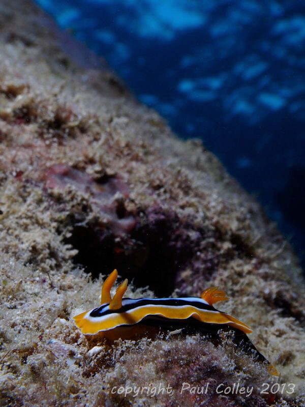 Pyjama slug nudibranch by Paul Colley 
