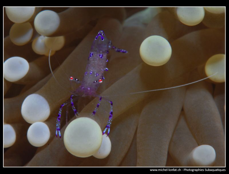 Transparent Shrimp.... by Michel Lonfat 
