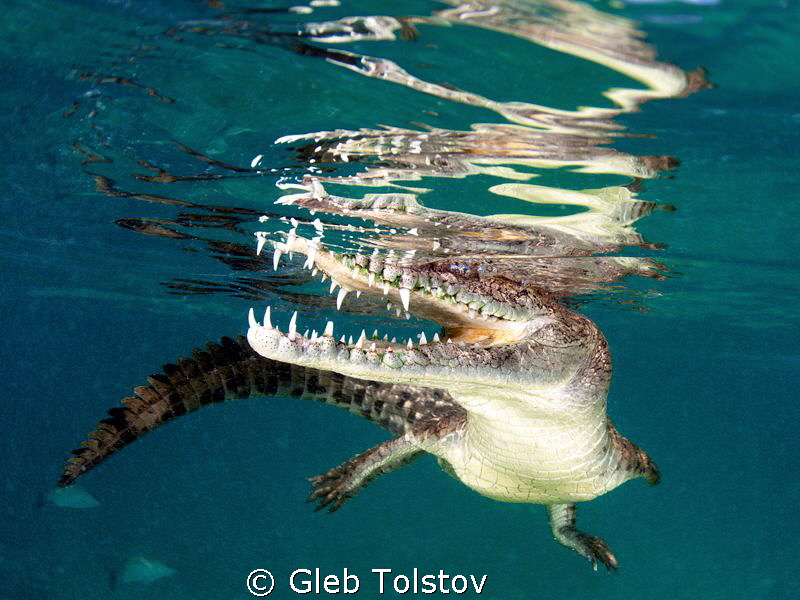 Close... by Gleb Tolstov 