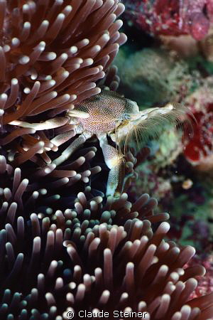 Porcelain Anemone Crab
(Neopetrolisthes maculatus)
Cute... by Claude Steiner 