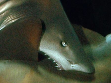 Sand Tiger sharks mating. Nikon D70 14mm lens. by Grant Kennedy 