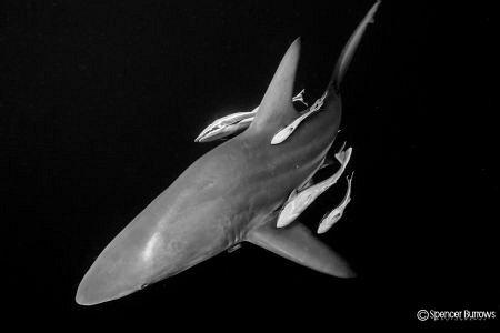 Oceanic blacktip with pilot fish by Spencer Burrows 