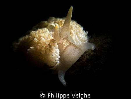 How about sunbathing? Netherlands.
Enjoy. by Philippe Velghe 