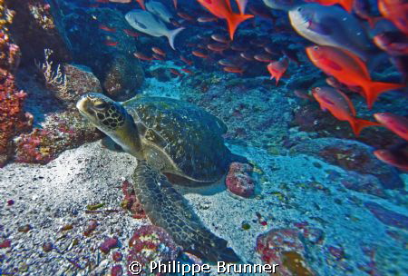 Petite tortue au aguets by Philippe Brunner 