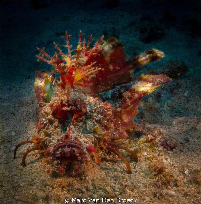 rhino scorpion fish by Marc Van Den Broeck 