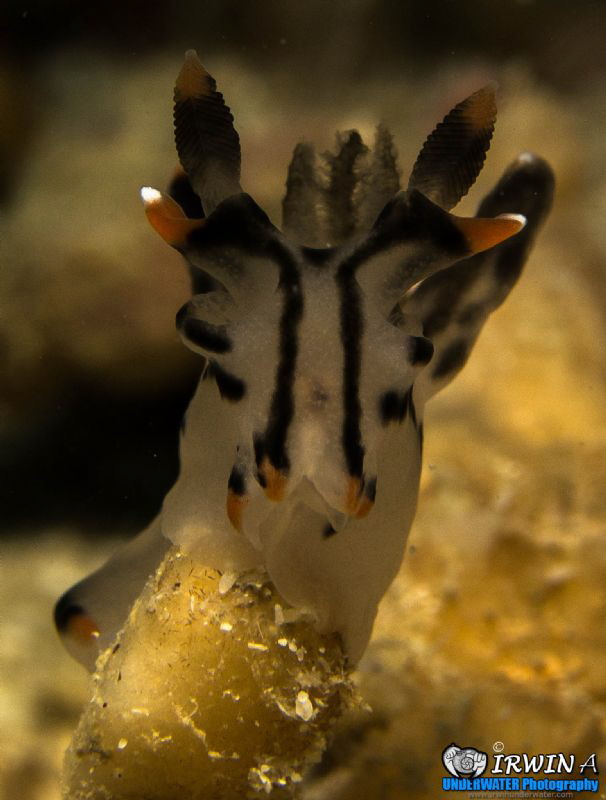 The Pikachu
Tenggol Island, Malaysia.
Canon Powershot S... by Irwin Ang 