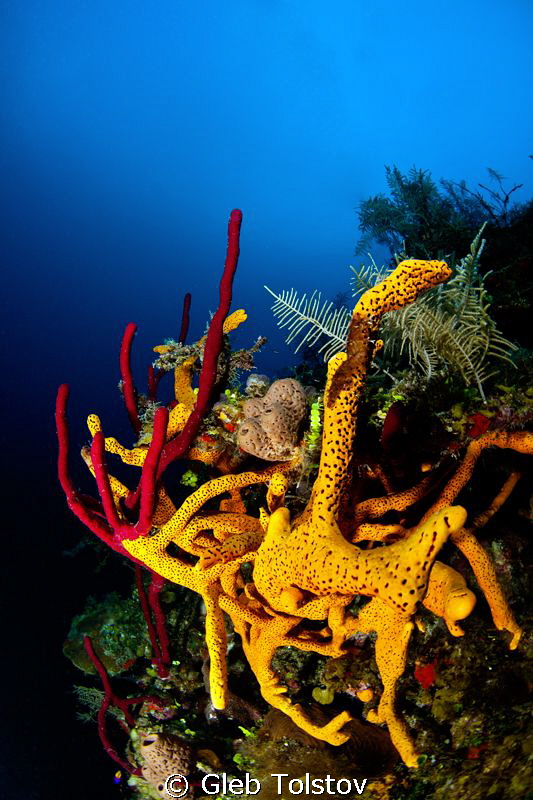 Sponges by Gleb Tolstov 
