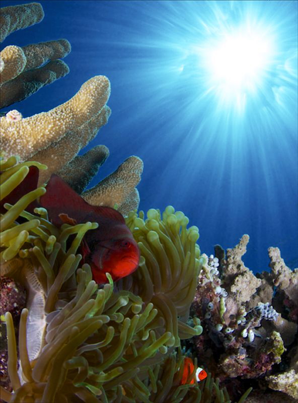 Clownfishes in sun rays by Iyad Suleyman 