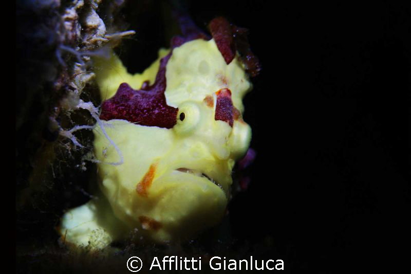 little ........yellow by Afflitti Gianluca 