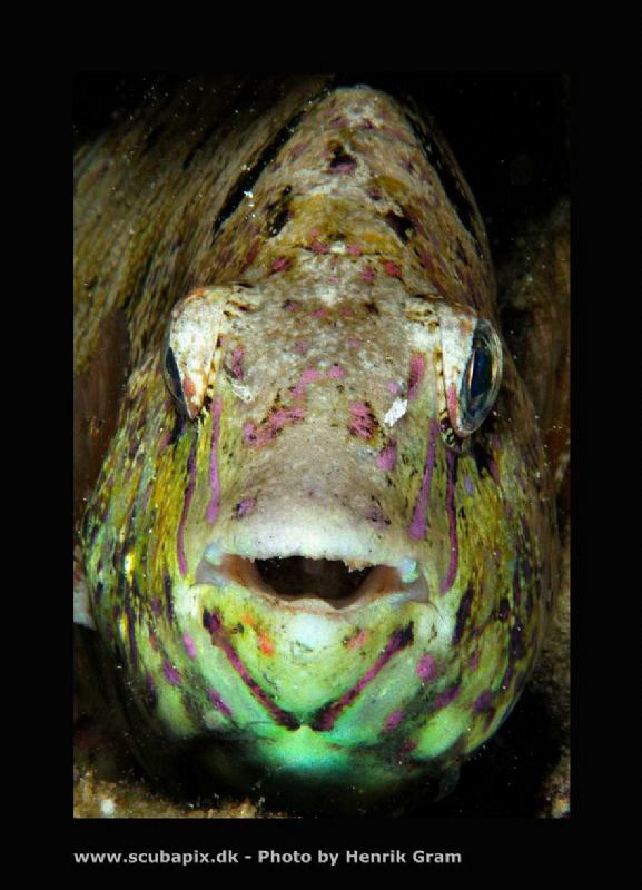 Funny face by Henrik Gram Rasmussen 