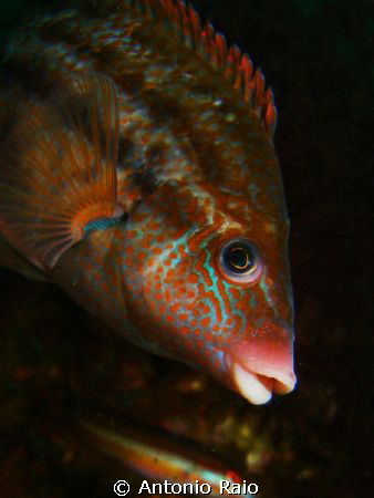 Bad sea conditions, but this friend cooperated. by Antonio Raio 